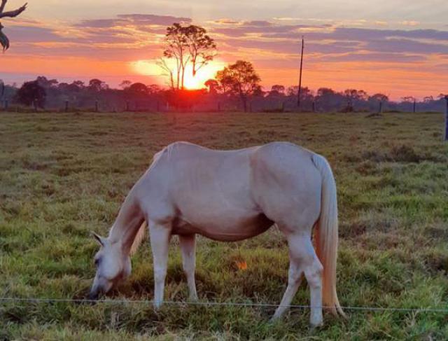 Início do Dia no Haras MT 