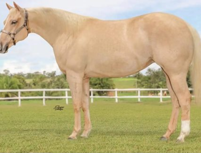 Gunna Ofa Melodys - P201725