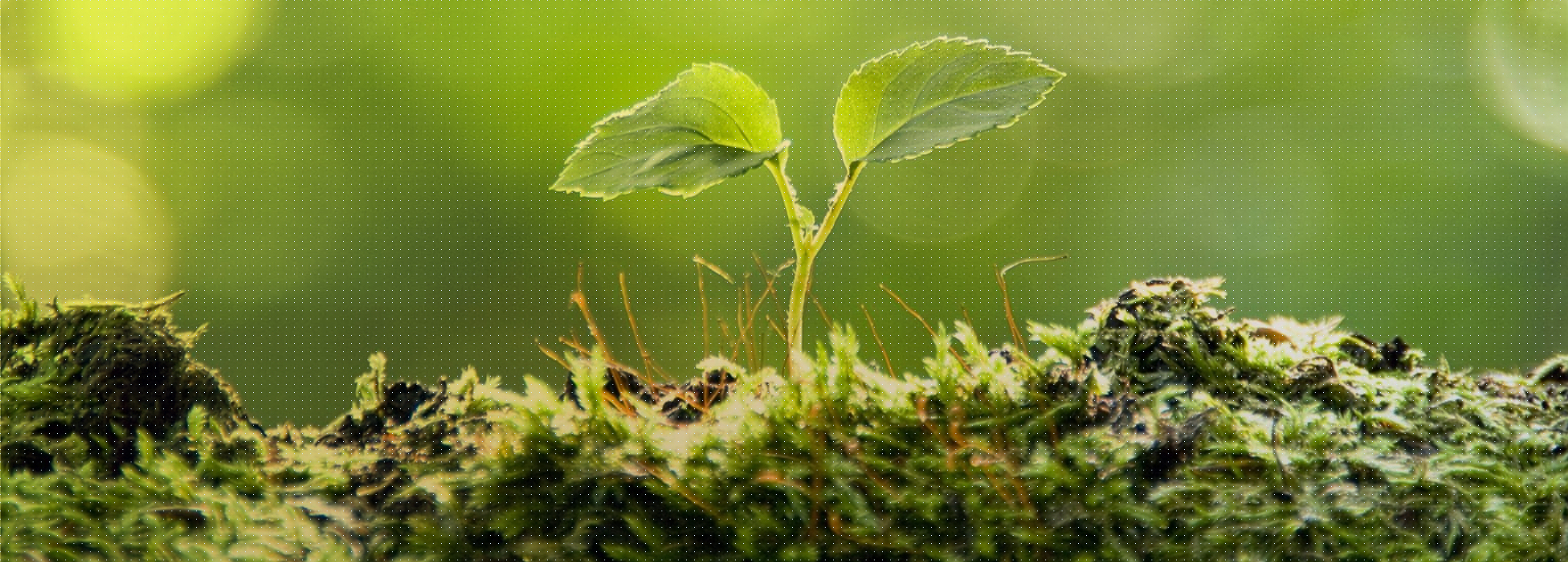 Ferracioli Engenharia Florestal em Nova Monte Verde